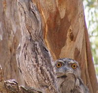 Bird Watching - Accommodation Mt Buller