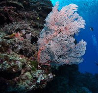 Barracuda Bommie Dive Site - Accommodation Mt Buller
