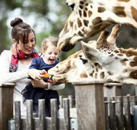 Taronga Western Plains Zoo Dubbo - Accommodation Mt Buller