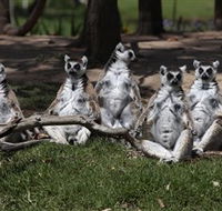 Savannah Visitor Plaza Taronga Western Plains Zoo Dubbo - Accommodation Mt Buller