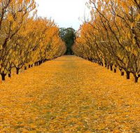 Sun Country on the Murray Farm Gate Trail - Accommodation Mt Buller