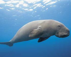Dugong Sanctuary - Clairview - Accommodation Mt Buller 1