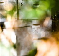 Bees on Keswick Island - Accommodation Mt Buller