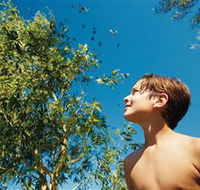 Birdwatching on Keswick Island - Accommodation Mt Buller