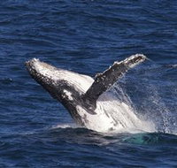 Whale Watching on Keswick Island - Accommodation Mt Buller