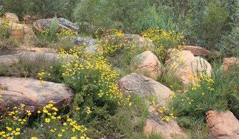 Ben Hall's Cave Walking Track - Accommodation Mt Buller 2