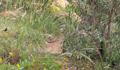Ben Hall's Cave Walking Track - Accommodation Mt Buller 1