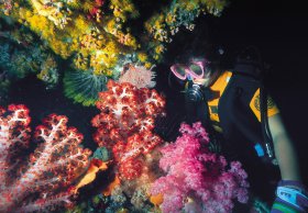 Bait Reef And Garys Lagoon Dive Site - Accommodation Mt Buller 1