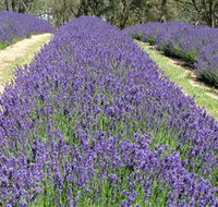 Yuulong Lavender Estate - Accommodation Mt Buller