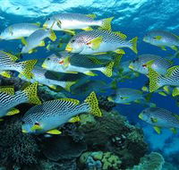 Challenger Bay Dive Site - Accommodation Mt Buller