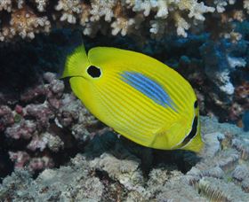 Clam Gardens Dive Site - Accommodation Mt Buller 1
