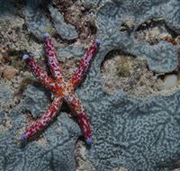 Clam Gardens Dive Site - Accommodation Mt Buller