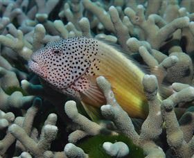 Clam Gardens Dive Site - Accommodation Mt Buller 3