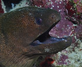 Clam Gardens Dive Site - Accommodation Mt Buller 2