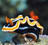 Monolith Dive Site - Accommodation Mt Buller