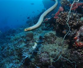 Two Towers Dive Site - Accommodation Mt Buller 1