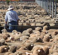 Livestock Marketing Centre - Accommodation Mt Buller