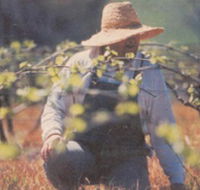 Canobolas Smith Winery - Accommodation Mt Buller