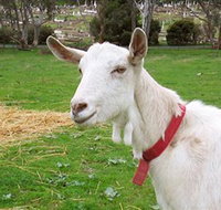 Dunkell Goats - Accommodation Mt Buller