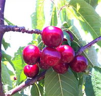 Ballinaclash Orchard and Cellar Door - Accommodation Mt Buller