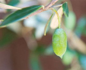 The Olive Shop - Milawa - Accommodation Mt Buller 1