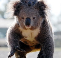 Koalas in Gunnedah - Accommodation Mt Buller