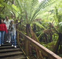 Otway Fly Treetop Adventures - Accommodation Mt Buller