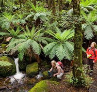 Baw Baw National Park - Accommodation Mt Buller