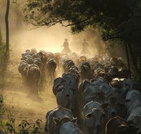 Springvale Horse Treks - Accommodation Mt Buller