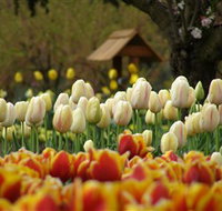 Tulip Top Gardens - Accommodation Mt Buller