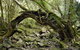 Mitchell River Walking Track - thumb 0
