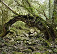 Mitchell River Walking Track - Accommodation Mt Buller