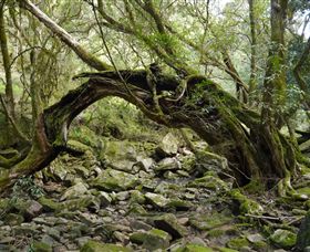 Mitchell River Walking Track - Accommodation Mt Buller 0