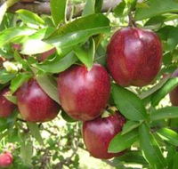 Top 40 Orchard - Accommodation Mt Buller