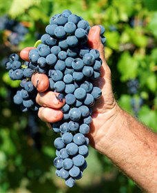 Stonehurst Cedar Creek Vineyard - Accommodation Mt Buller 5