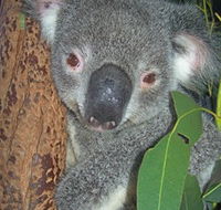 Hunter Valley Zoo - Accommodation Mt Buller