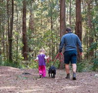 Olney State Forest - Watagan Mountains - Accommodation Mt Buller