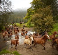 Glenworth Valley Horse Riding - Accommodation Mt Buller