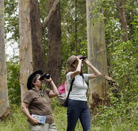 Chichester State Forest - Accommodation Mt Buller