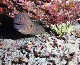 Anchor Bommie Dive Site - Accommodation Mt Buller 1