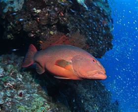 Anchor Bommie Dive Site - Accommodation Mt Buller 0