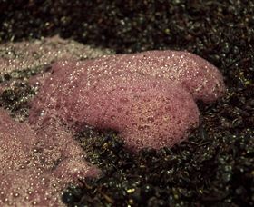 East Gippsland Wines - Accommodation Mt Buller 3