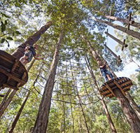 TreeTop Adventure Park Central Coast - Accommodation Mt Buller