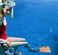 Roy Rufus Artificial Reef Dive Site - Accommodation Mt Buller