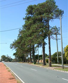 Anzac Memorial Avenue, Redcliffe - Accommodation Mt Buller 1