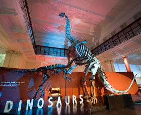 Australian Museum - Accommodation Mt Buller 0