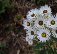 Hastings Forest Way touring route - Accommodation Mt Buller