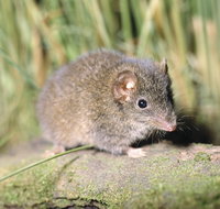 Munmorah State Conservation Area - Accommodation Mt Buller