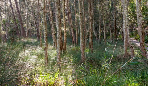 Anabranch Loop Track - Accommodation Mt Buller 0