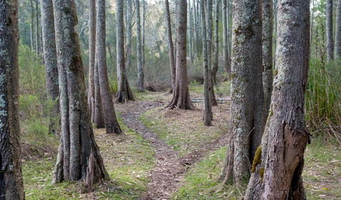 Anabranch Loop Track - Accommodation Mt Buller 1